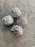 Desert Rose