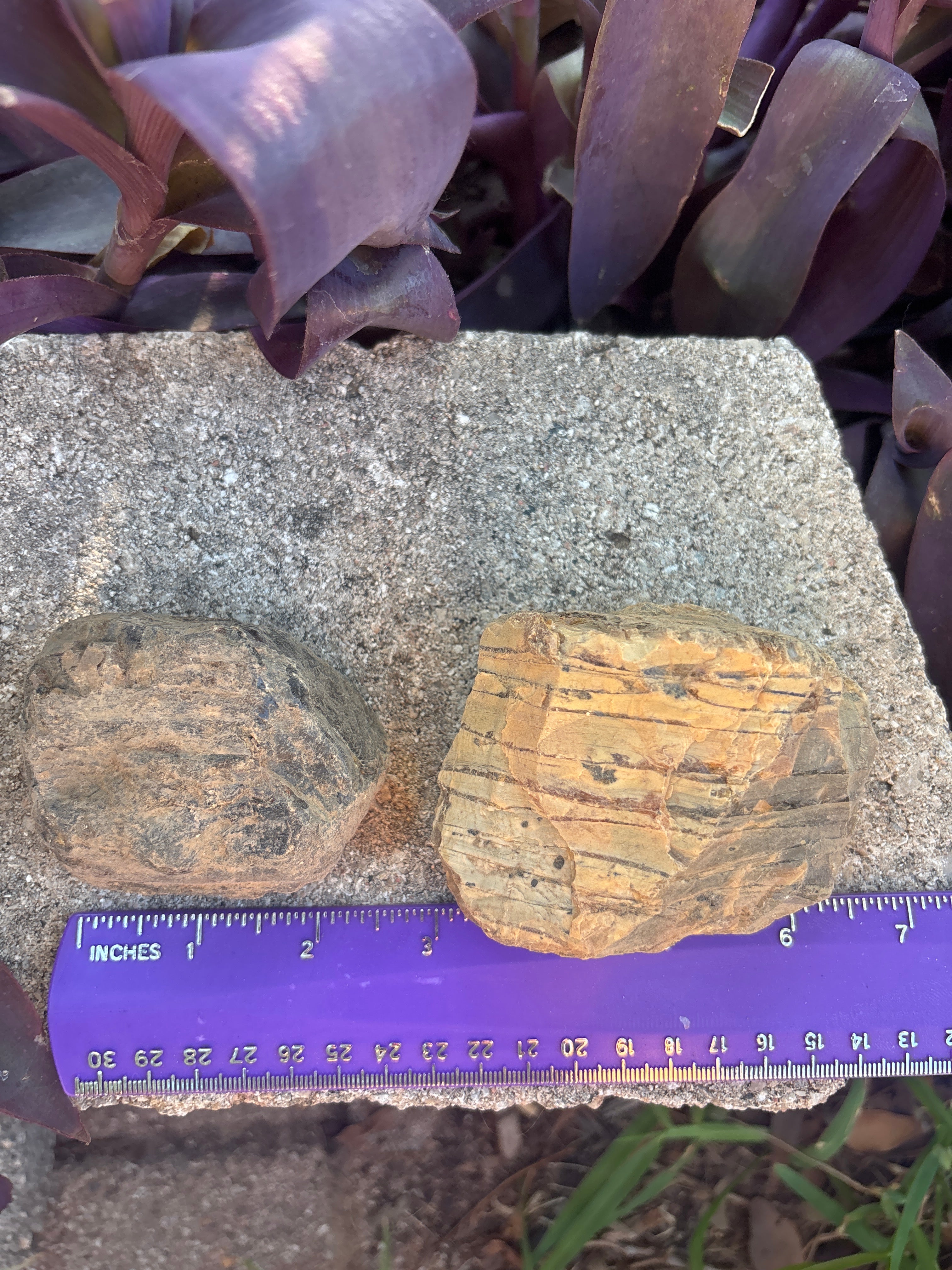Large Amber ~3-5 in long