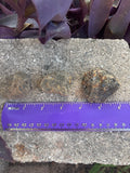 Small Amber ~1-3 in long