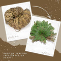 Rose of Jericho